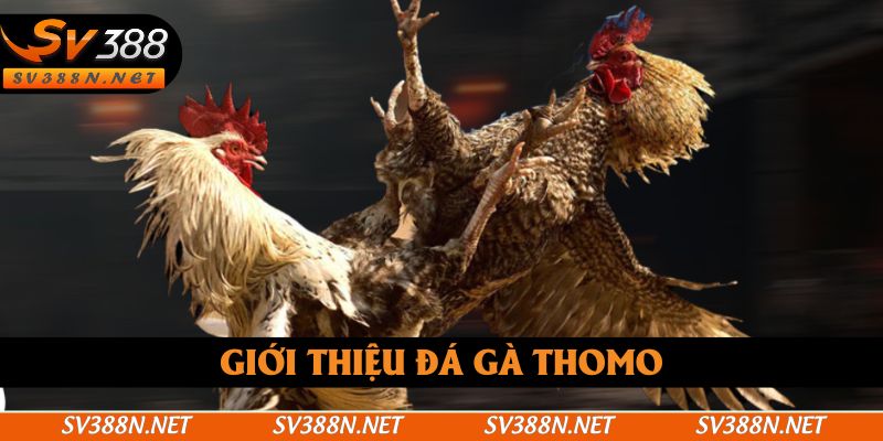Giới thiệu đá gà Thomo Giới thiệu đá gà Thomo